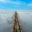 the mudflats