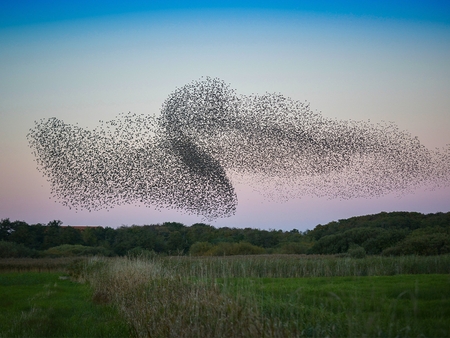 sort sol ophold hotel dagmar ribe